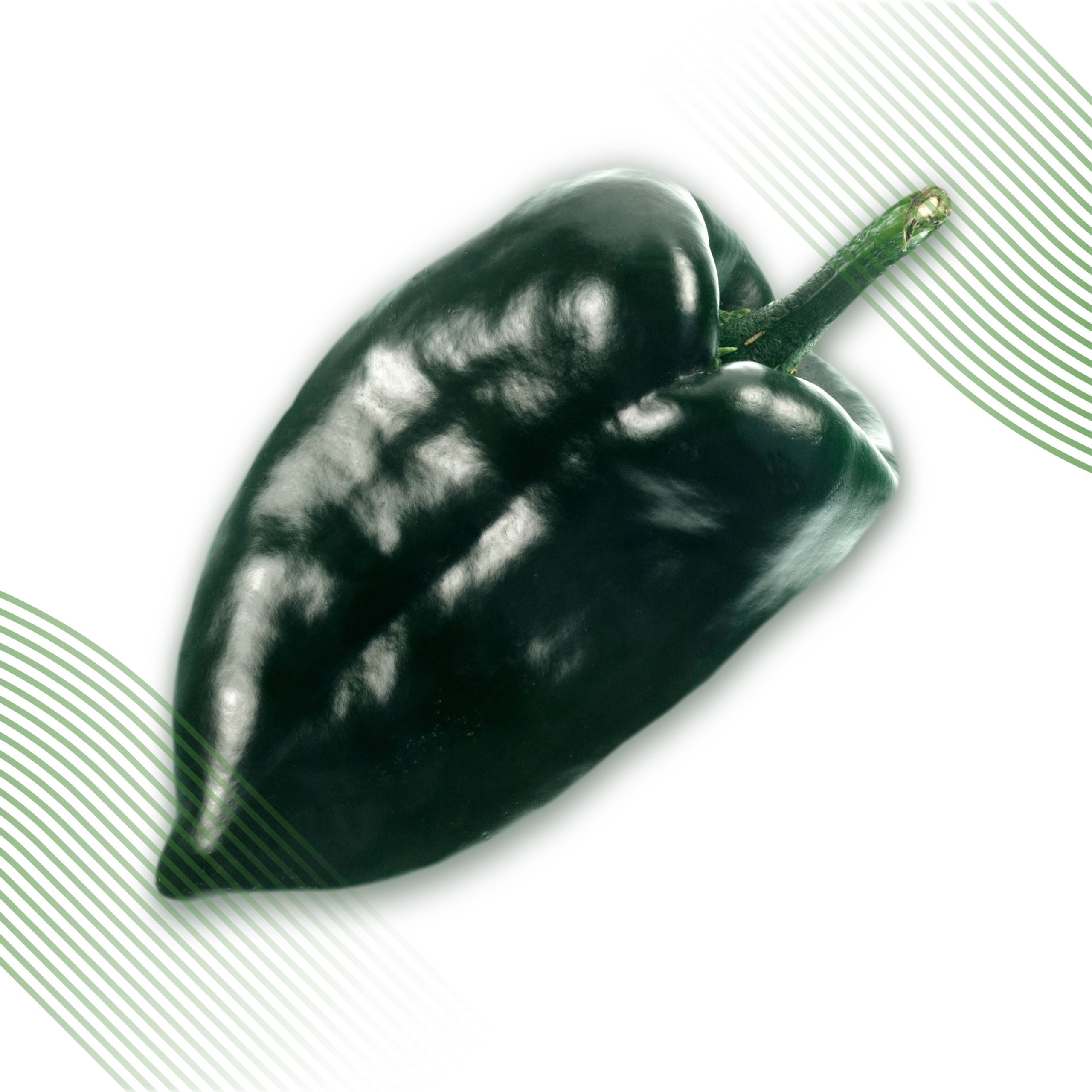 VENCEDOR