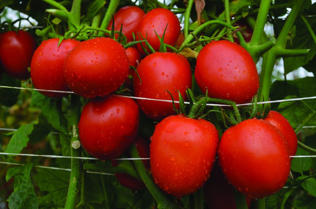 tomate saladette svte8444 ahern bayer seminis